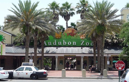 Audubon Zoo Debuts New Train, Gives Manning Children's Hospital Kids First Ride