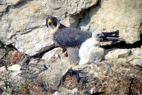 Aurora's City Hall Falcons Fledge, and a River Rescue Proves They're Home to Stay