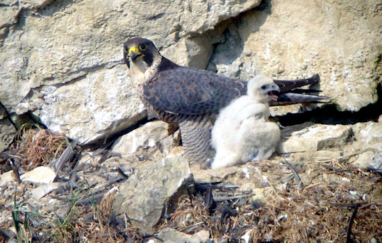 Aurora's City Hall Falcons Fledge, and a River Rescue Proves They're Home to Stay