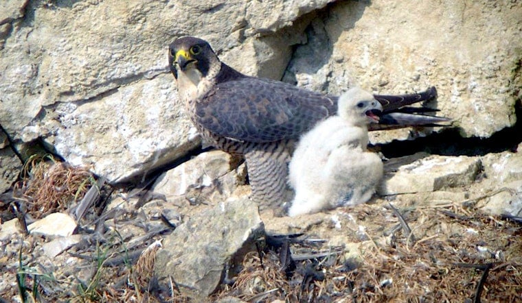 Aurora's City Hall Falcons Fledge, and a River Rescue Proves They're Home to Stay