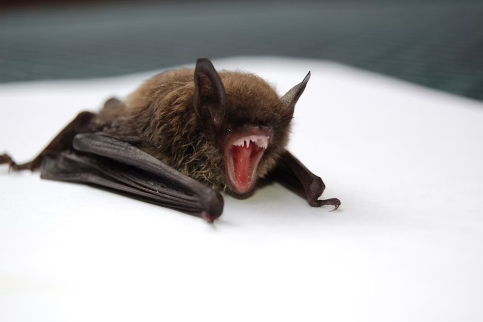 Baby Bats Are Dying by the Dozens Across Ohio, and No One Knows Why