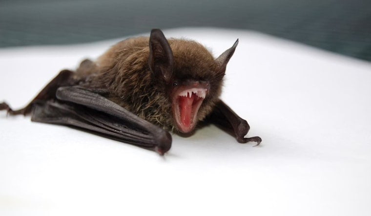 Baby Bats Are Dying by the Dozens Across Ohio, and No One Knows Why