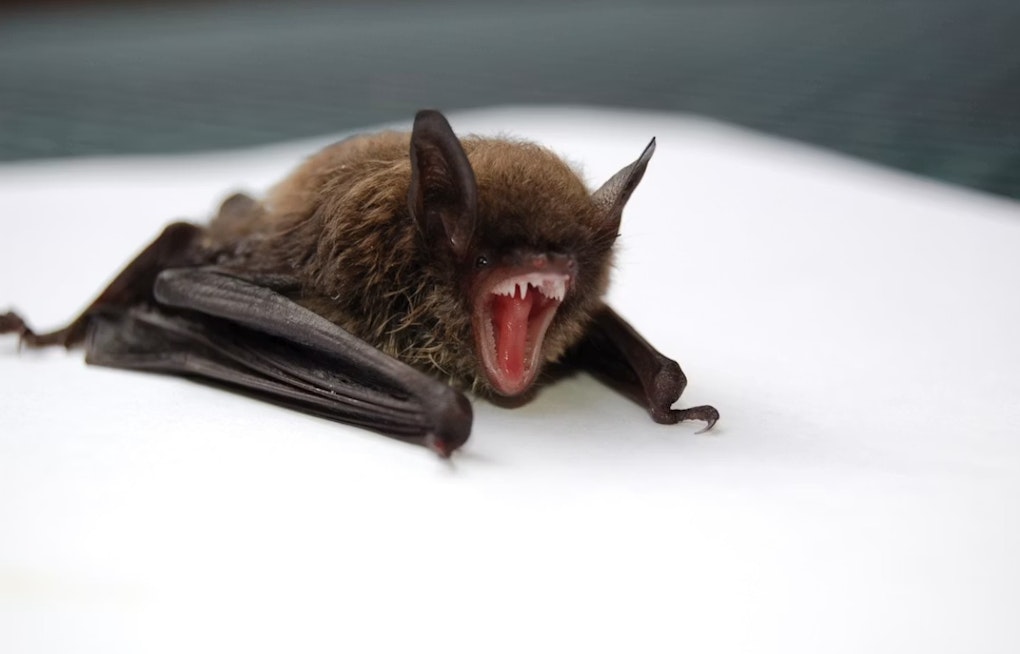 Baby Bats Are Dying by the Dozens Across Ohio, and No One Knows Why
