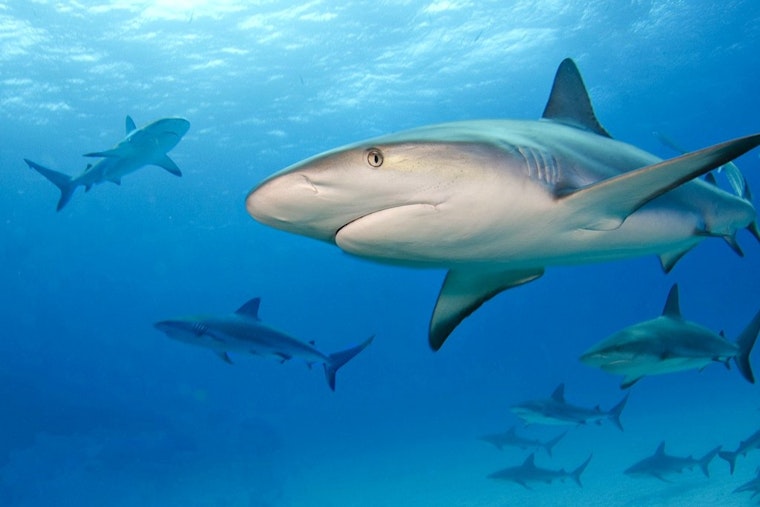 Bahamas Shark Sinks Teeth Into Connecticut Tourist on Anniversary Snorkel, 30 Stitches
