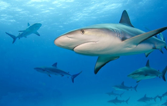 Bahamas Shark Sinks Teeth Into Connecticut Tourist on Anniversary Snorkel, 30 Stitches