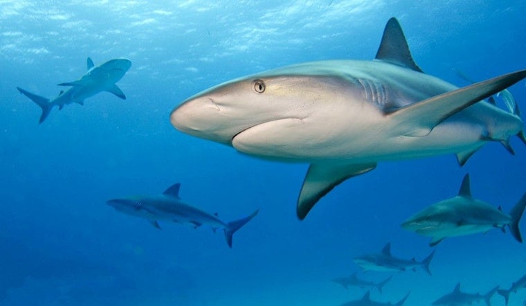Bahamas Shark Sinks Teeth Into Connecticut Tourist on Anniversary Snorkel, 30 Stitches