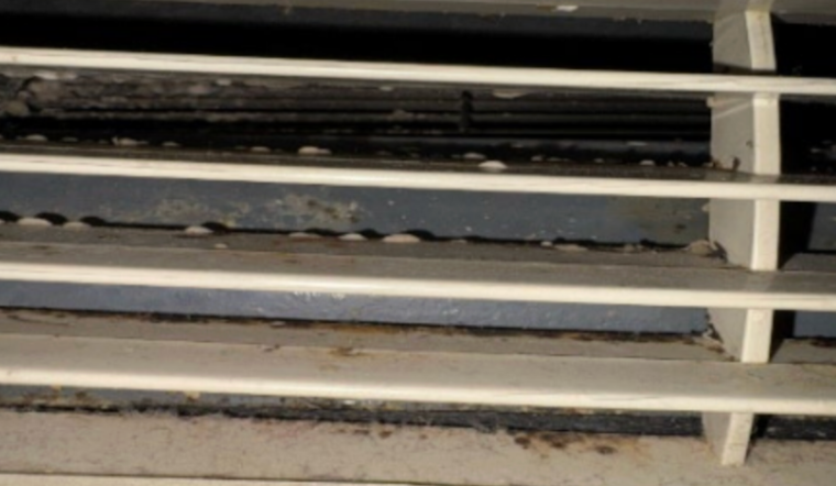 Baltimore Shelter Mold, Pests Detailed in IG Report