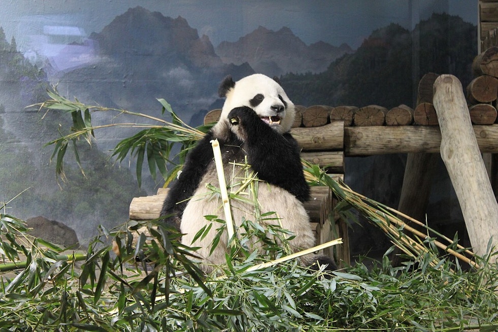 Bao Li Devours Shark-Themed Cake as DC's National Zoo Panda Turns 5