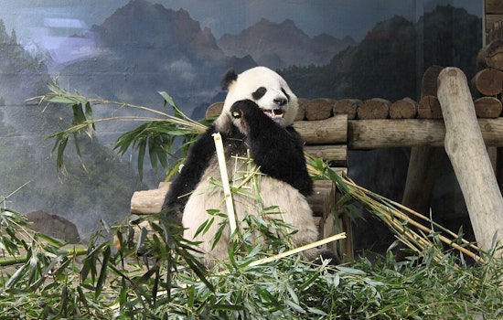 Bao Li Devours Shark-Themed Cake as DC's National Zoo Panda Turns 5
