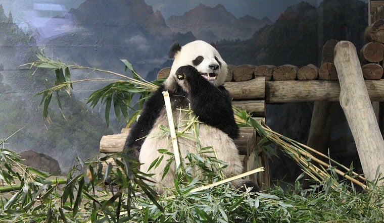 Bao Li Devours Shark-Themed Cake as DC's National Zoo Panda Turns 5