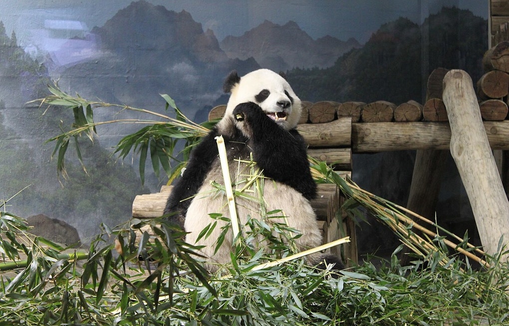 Bao Li Devours Shark-Themed Cake as DC's National Zoo Panda Turns 5