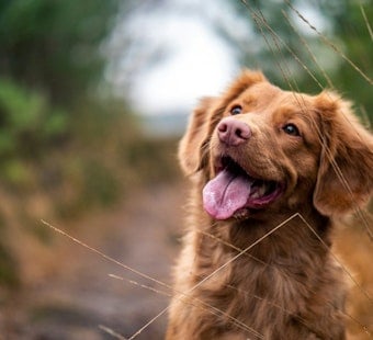 Bark in the Park: Five St. Louis Pooches Join Shakespeare’s Traveling ‘Two Gentlemen’ Cast