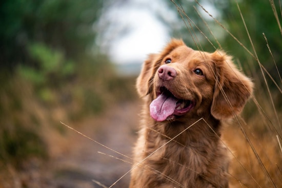 Bark in the Park: Five St. Louis Pooches Join Shakespeare’s Traveling ‘Two Gentlemen’ Cast