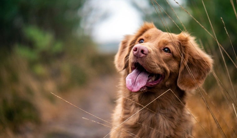 Bark in the Park: Five St. Louis Pooches Join Shakespeare’s Traveling ‘Two Gentlemen’ Cast