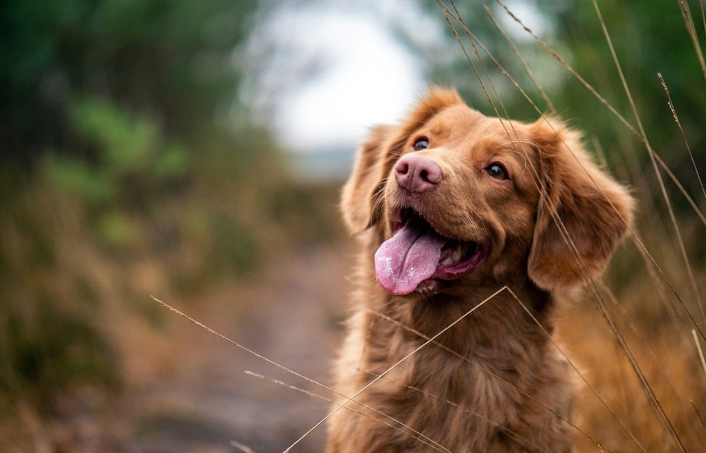 Bark in the Park: Five St. Louis Pooches Join Shakespeare’s Traveling ‘Two Gentlemen’ Cast