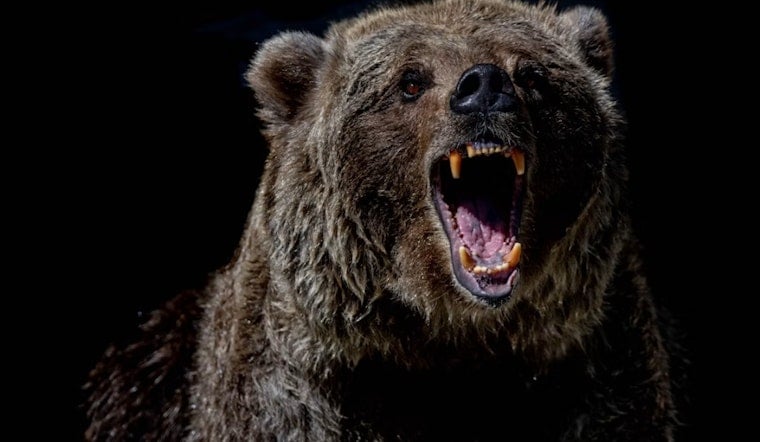 Bear Breaks Into Estes Park Home, Mauls Woman in Her 80s in Kitchen