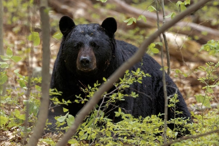 Bear Breaks Into Lake Tahoe Cabin as 911 Calls Jump 80% This Year