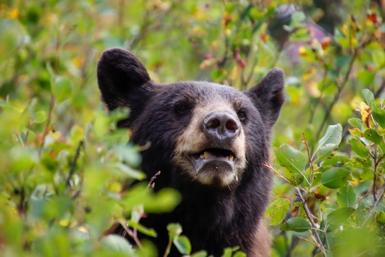 Bear Breaks Into Mount Crested Butte Home, Sparks Kitchen Fire