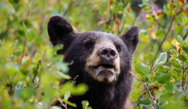 Bear Breaks Into Mount Crested Butte Home, Sparks Kitchen Fire