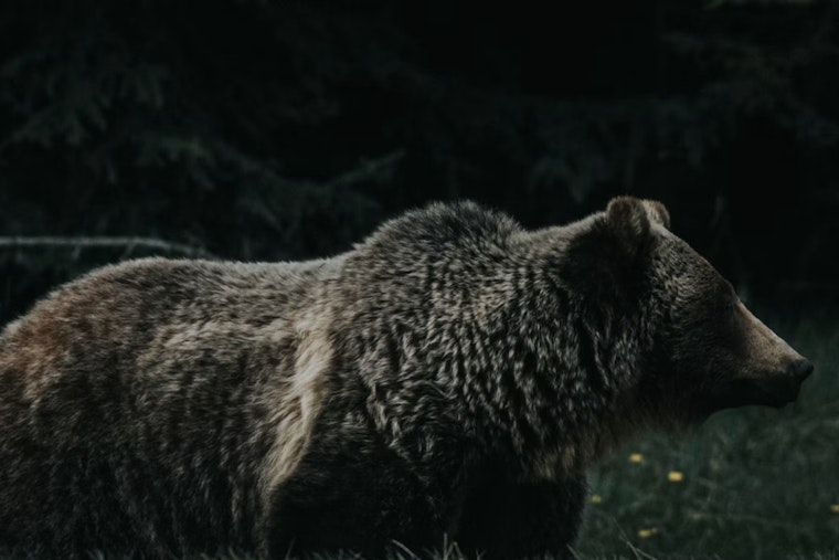 Bear Roams CSU Campus During Move-In Day, Forces Hours-Long Lockdown Near Eddy Hall
