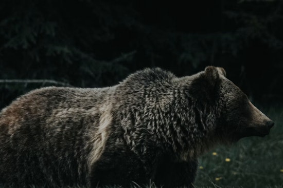 Bear Roams CSU Campus During Move-In Day, Forces Hours-Long Lockdown Near Eddy Hall