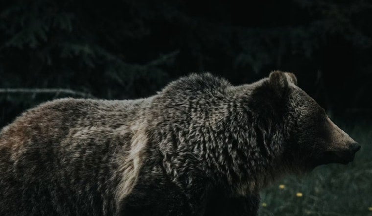 Bear Roams CSU Campus During Move-In Day, Forces Hours-Long Lockdown Near Eddy Hall