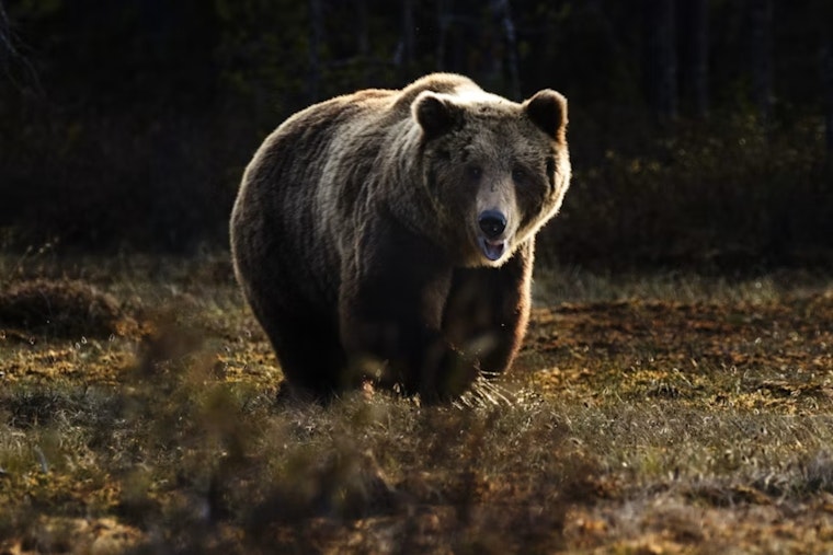 Bear Strolls Into Colorado Springs Fire Station, Walks Off With Gear Bag