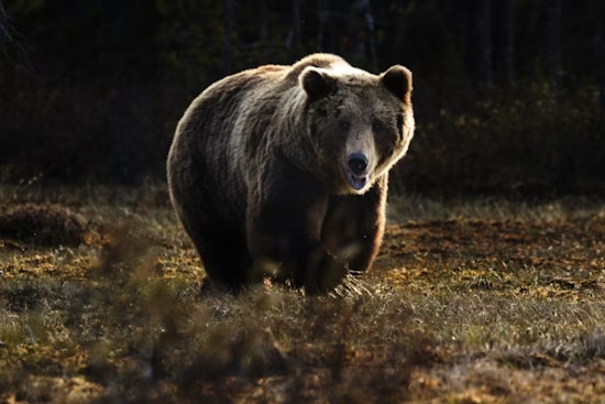 Bear Strolls Into Colorado Springs Fire Station, Walks Off With Gear Bag
