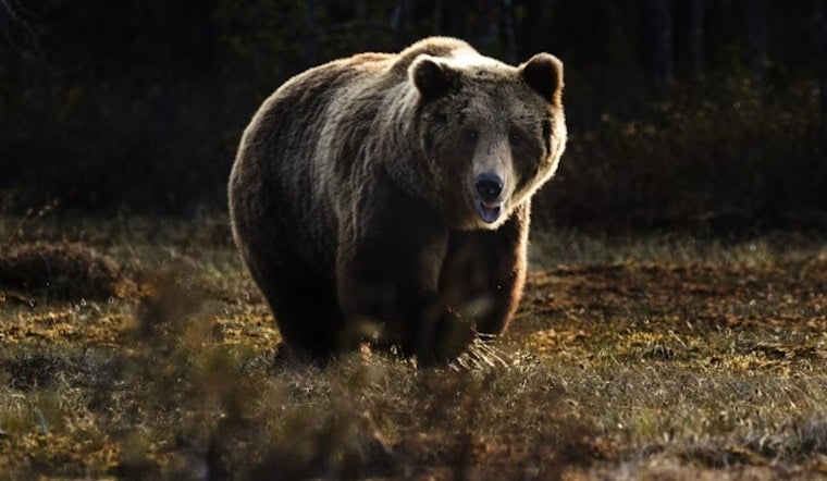 Bear Strolls Into Colorado Springs Fire Station, Walks Off With Gear Bag
