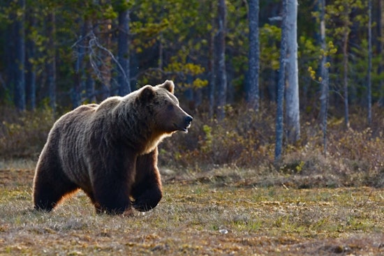 Bear Swipes Man Outside EagleVail Laundry Room as Colorado Sightings Nearly Double