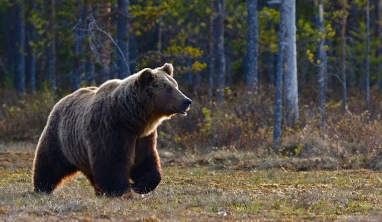 Bear Swipes Man Outside EagleVail Laundry Room as Colorado Sightings Nearly Double