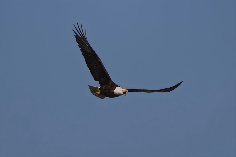 Big Bear Eagle Jackie Fights for Life as Blood Count Crashes to Near Zero