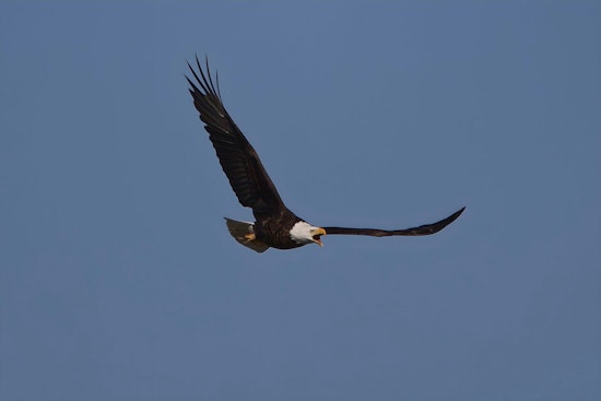Big Bear Eagle Jackie Fights for Life as Blood Count Crashes to Near Zero