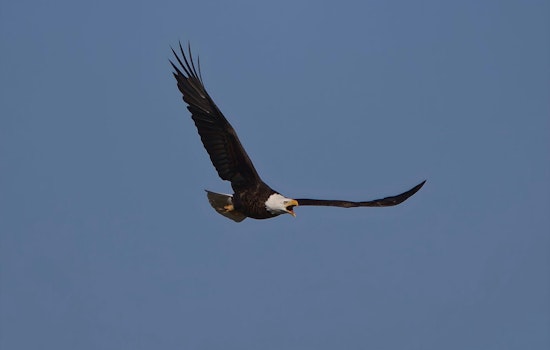 Big Bear Eagle Jackie Fights for Life as Blood Count Crashes to Near Zero