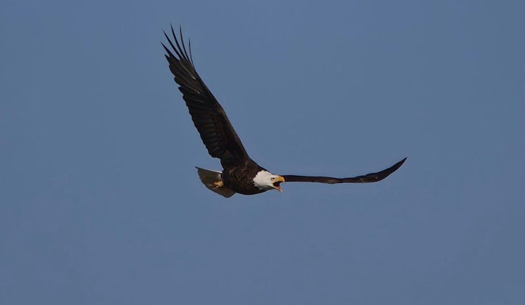 Big Bear Eagle Jackie Fights for Life as Blood Count Crashes to Near Zero