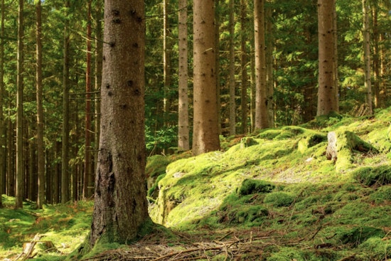 Birds 1, Bulldozers 0: Rare Old-Growth Forest Near Lake Jackson Finally Saved
