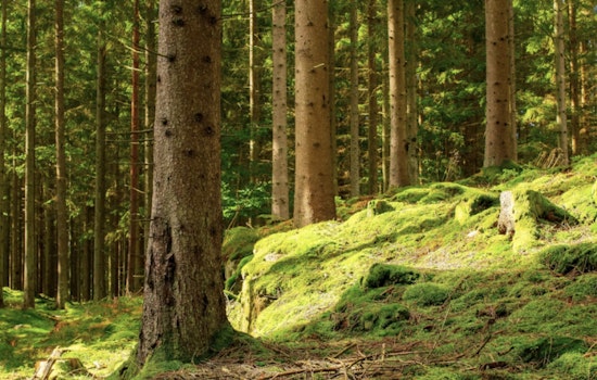Birds 1, Bulldozers 0: Rare Old-Growth Forest Near Lake Jackson Finally Saved