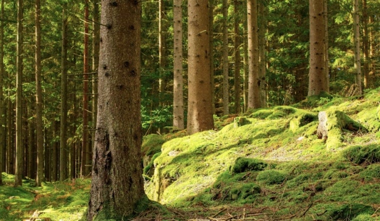 Birds 1, Bulldozers 0: Rare Old-Growth Forest Near Lake Jackson Finally Saved