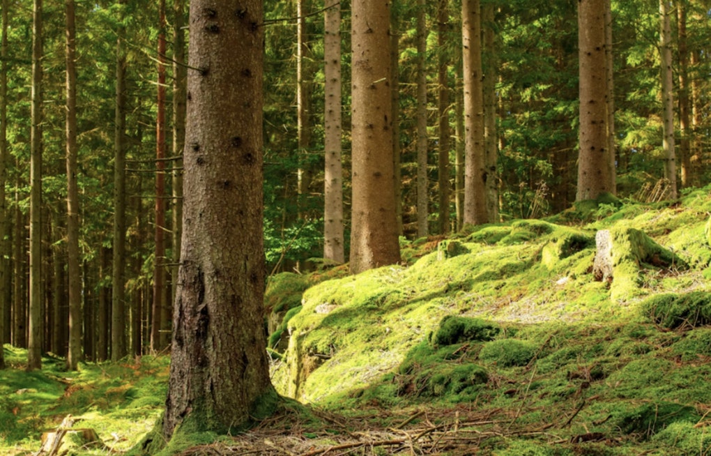 Birds 1, Bulldozers 0: Rare Old-Growth Forest Near Lake Jackson Finally Saved