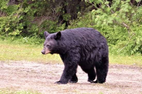 Black Bear Repeatedly Charges Hiker Near Lake Whatcom, Dog Kept On Leash