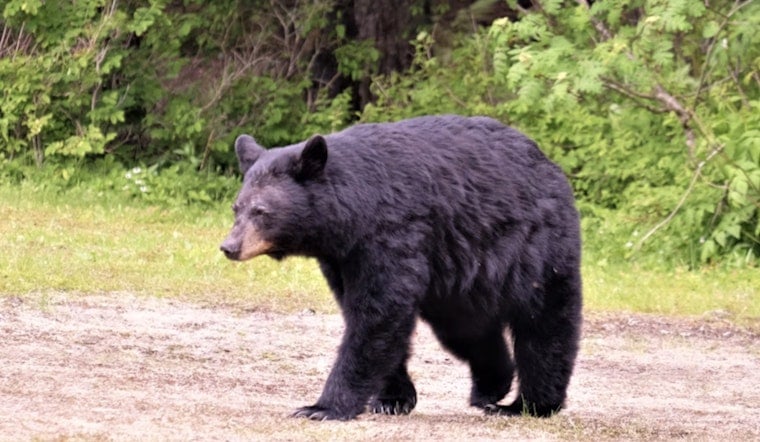 Black Bear Repeatedly Charges Hiker Near Lake Whatcom, Dog Kept On Leash