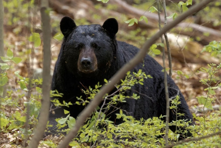 Black Bear Reportedly Spotted In Upper Northwest Washington, DC
