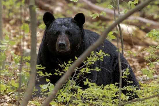 Black Bear Reportedly Spotted In Upper Northwest Washington, DC