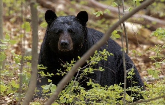 Black Bear Reportedly Spotted In Upper Northwest Washington, DC