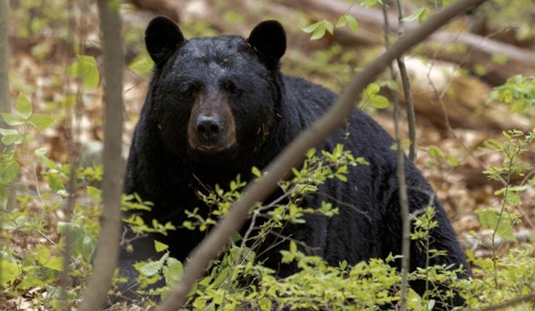 Black Bear Reportedly Spotted In Upper Northwest Washington, DC