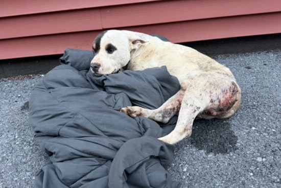 Bloodied Pit Bull Dumped In Lancaster Alley, $5,000 Reward Offered For Answers