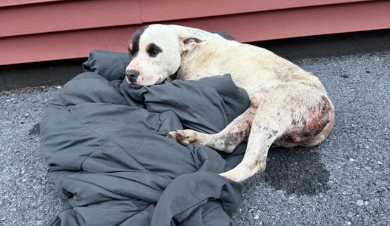 Bloodied Pit Bull Dumped In Lancaster Alley, $5,000 Reward Offered For Answers