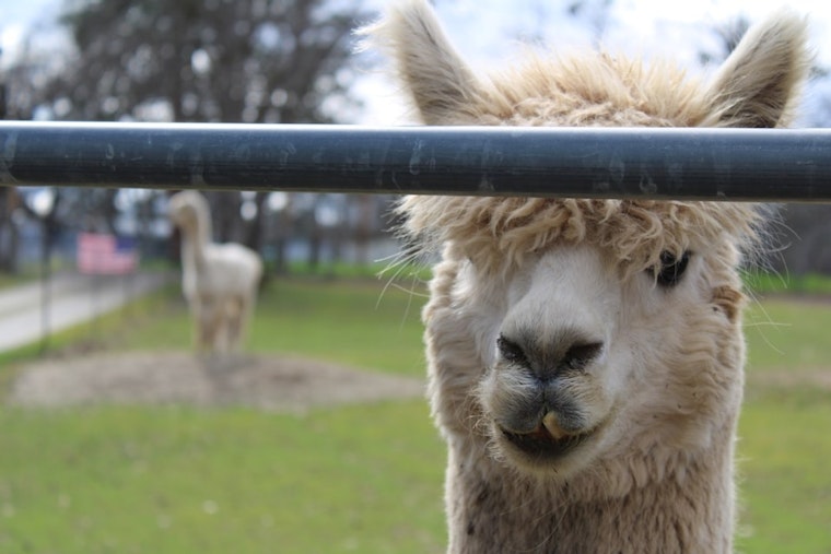 Blue Springs Farm Brings Back Alpaca Brunches as Powell Gardens Era Begins