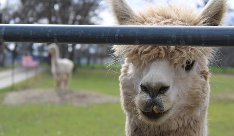 Blue Springs Farm Brings Back Alpaca Brunches as Powell Gardens Era Begins