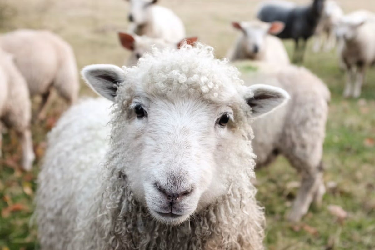 Bluffton 7-Year-Old Sells Lemonade, Zucchini to Buy His Own Flock of Sheep
